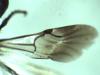 Pseudomalus auratus